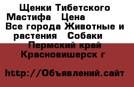 Щенки Тибетского Мастифа › Цена ­ 90 000 - Все города Животные и растения » Собаки   . Пермский край,Красновишерск г.